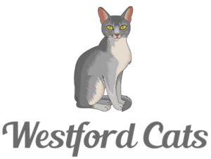 Westford Cats GCCF Silver Abyssinian