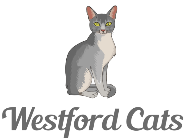 Westford Cats GCCF Silver Abyssinian