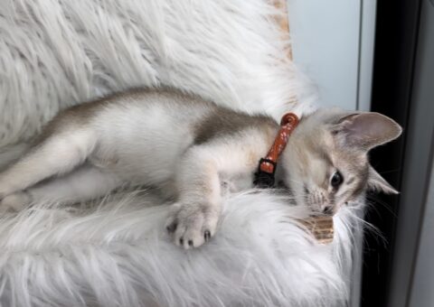 Silver Abyssinian Kittens UK