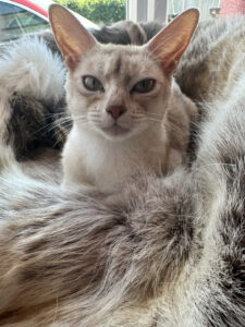 Silver Abyssinian Westford Cats Lincoln UK GCCF